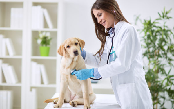 veterinario